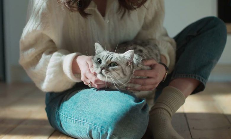 Playlist de Whiskas en Spotify