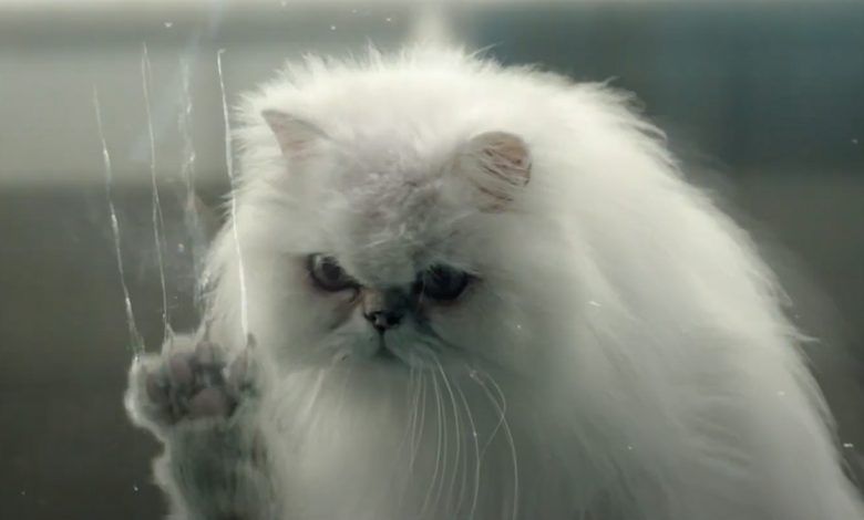 Anuncio de BackMarket | Sorry Cats
