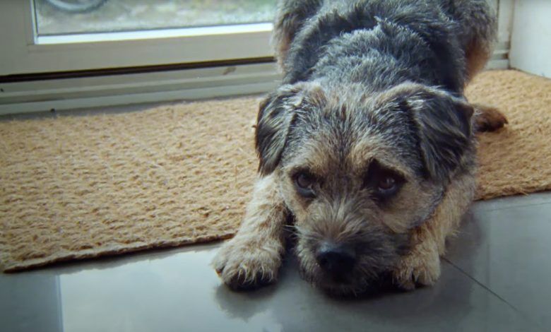 Anuncio de Dogs Trust | The Story of